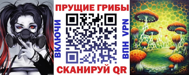 Купить где  Злынка  Псилоцибиновые грибы мицелий 